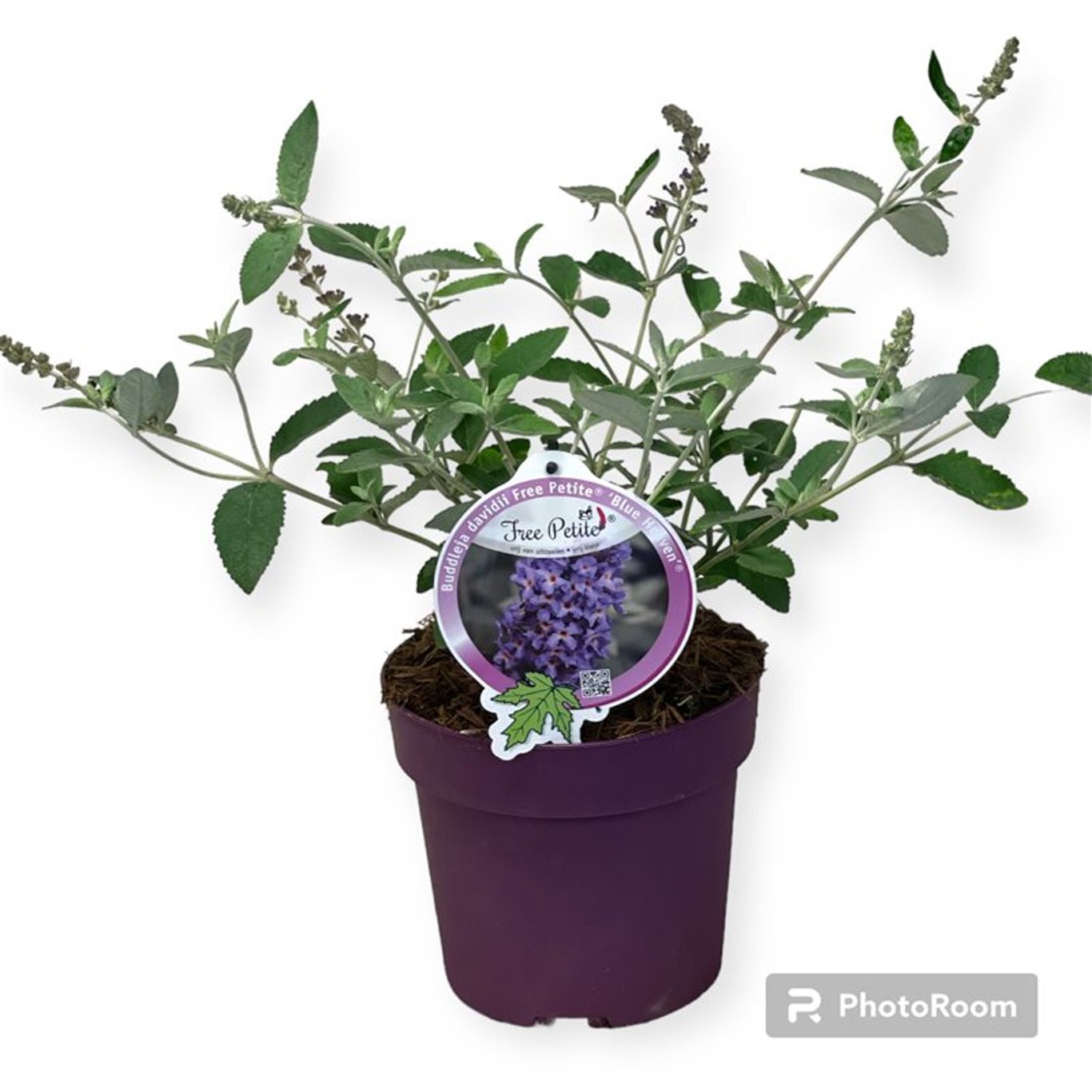 Buddleja Free Petite Blue Heaven - C3